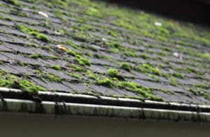 Moss on roof