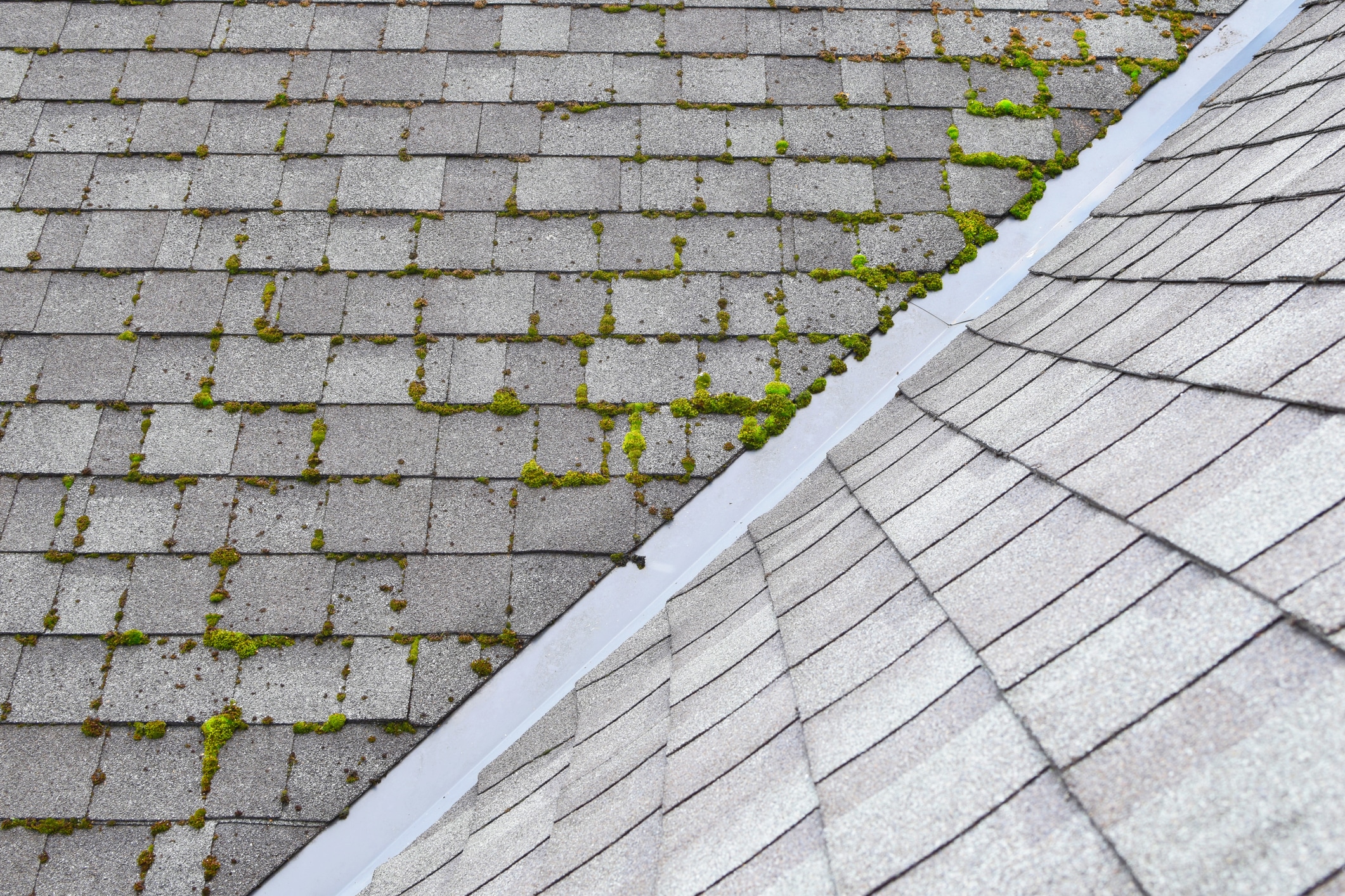 Different two parts of grey bitumen asphalt shingles roof one part overgrown with green moss other clean.