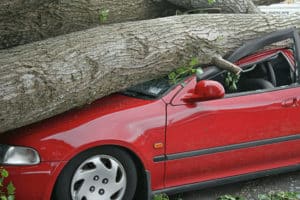 fallen tree on car