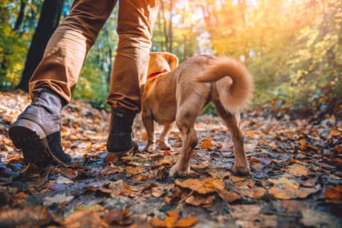 pnw hike dog pet insurance