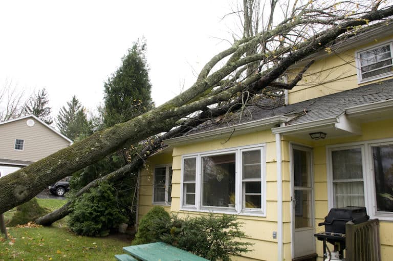 fallen tree on roof