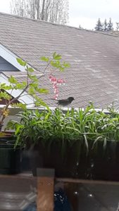 Bird on Ann Franklin's balcony